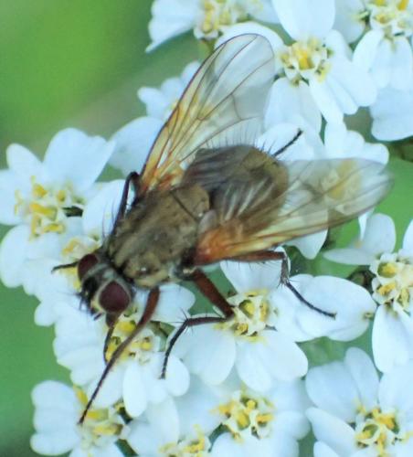 Phaonia angelicae